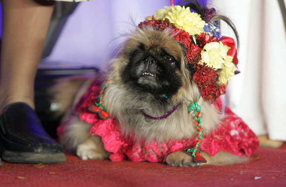 Konkurso „Dog-o-weenas“ akimirka