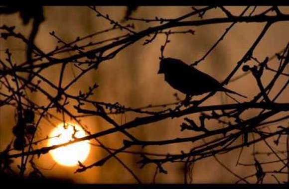 VIDEO kadras: „Naktinės personos“ – „Kaltas ruduo“