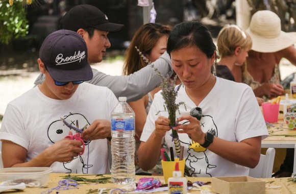 Levandų žydėjimo šventė Kalifornijoje