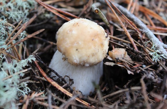 grybu-abc-baravykai-raudonvirsiai-voveraites-ir-kiti