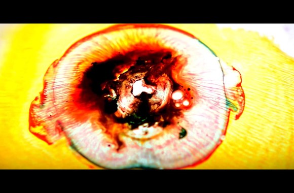 bird-green-colors-of-spring