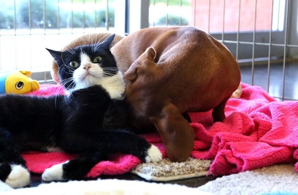 VIDEO kadras: Benamio šuns ir paralyžiuotos katytės draugystė