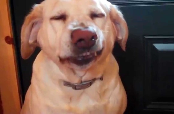 VIDEO kadras: Šunys irgi gailisi