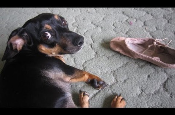 VIDEO kadras: Taip gailisi šunys