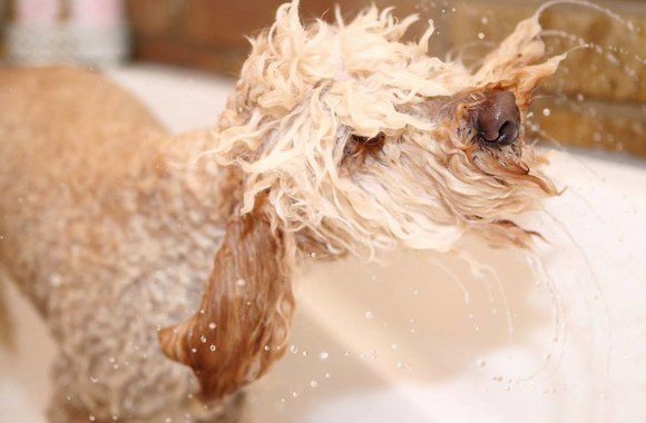 Beatos Nicholson šuo Bonbon