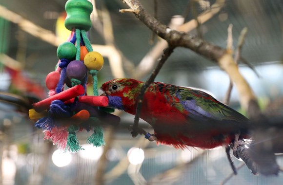 Kaune duris atvėrė naujas zoologijos sodas