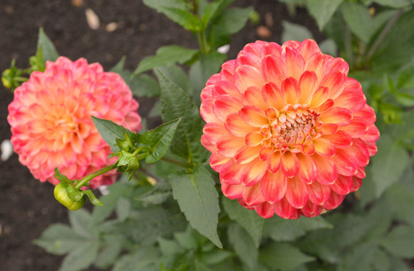 Jurginas. A. Balsevičius, LT