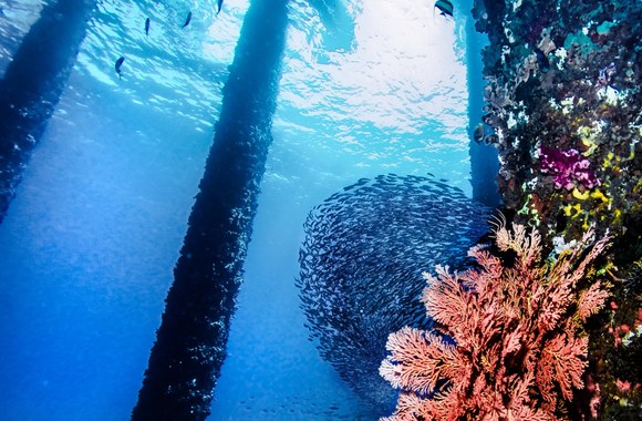 Povandeninis miškas Balio saloje