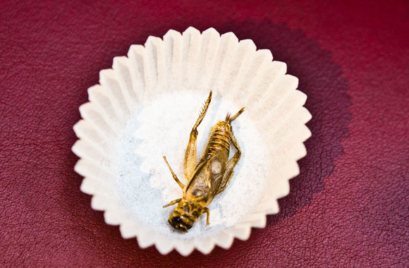 „Pestaurant“ restorano atidarymas