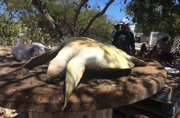 Remigijaus Žiogo atostogos