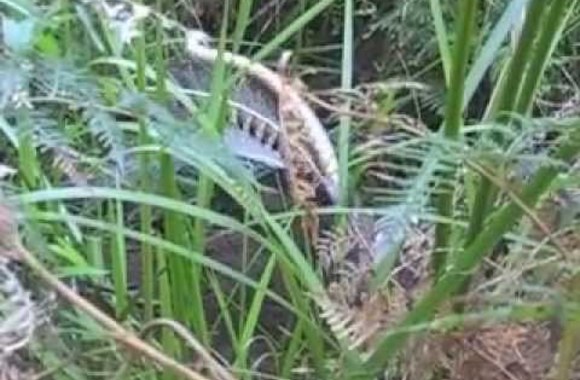 VIDEO kadras: Lyrauodegių patinėliai šoka į taktą