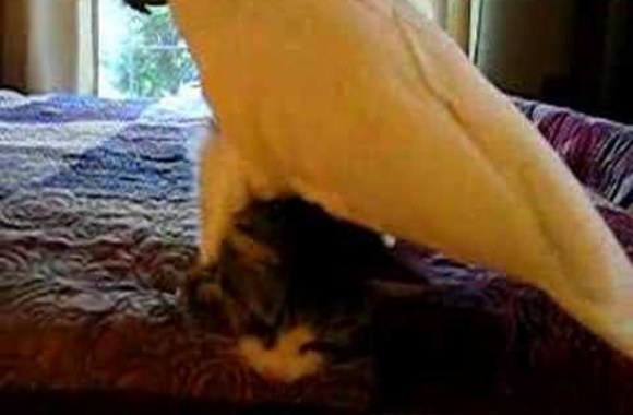 VIDEO kadras: Papūga užlipa ant katės