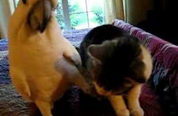 VIDEO kadras: Papūgos masažas katei