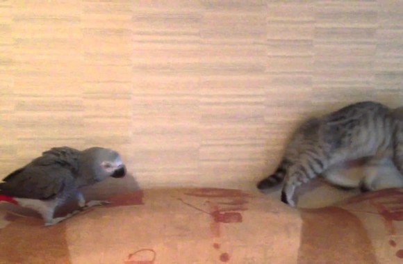 VIDEO kadras: Kačiuko ir papūgos peštynės