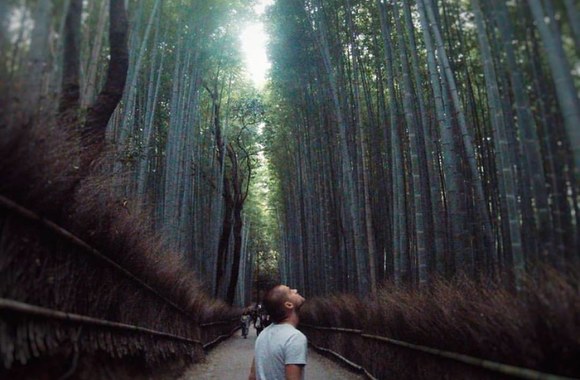 Bambukų giraitė Kiote