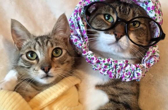 Kalėdoms pasipuošusios katės