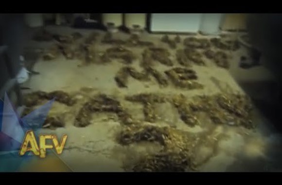 VIDEO kadras: Nevykęs būdas pasipiršti