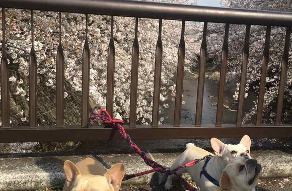 Japonija šiandien: žydinti ir rami/Asmeninio albumo nuotr.