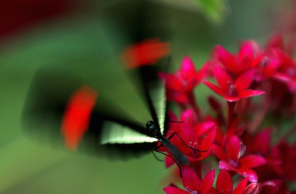 Nepakartojamo grožio egzotiški drugeliai