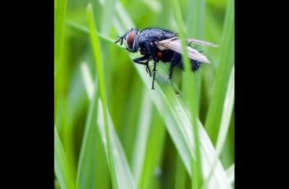 VIDEO kadras: Justas Čereškevičius ir jo atliekama daina „Musė“