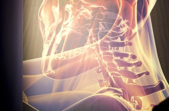 Parodos „The Human Body Exhibition“ eksponatas