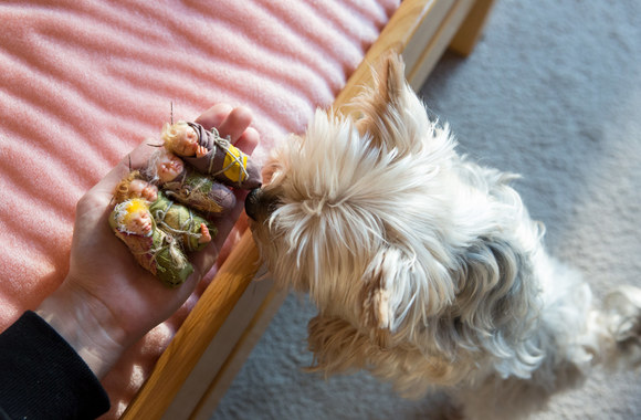 Editos Lei Fėjų slėnis