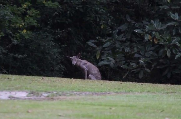 VIDEO kadras: Legendinė pabaisa „El Chupacabra“