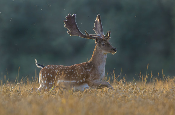 Mariaus Čepulio fotoklajonės. Danielius