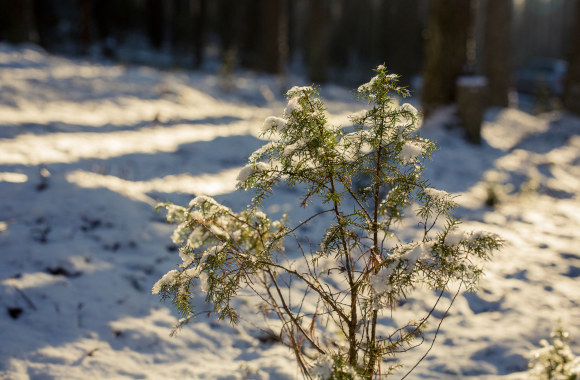 Tinklaraščio „52 kartai“ 46-asis kartas
