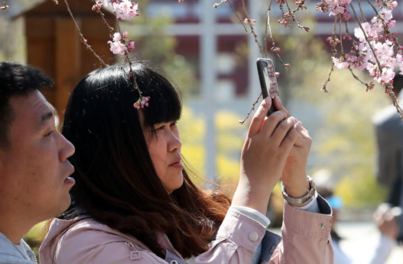 Japonijoje pražydo pirmosios sakuros