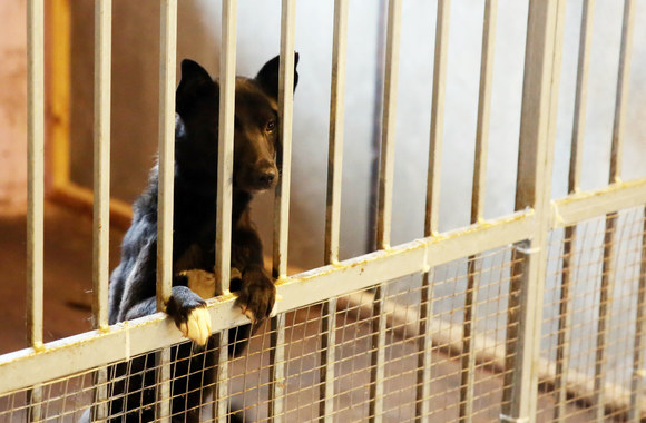 Paramos akcija beglobiams gyvūnams