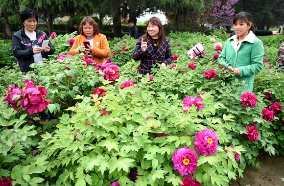 Kinijoje žydintys bijūnai
