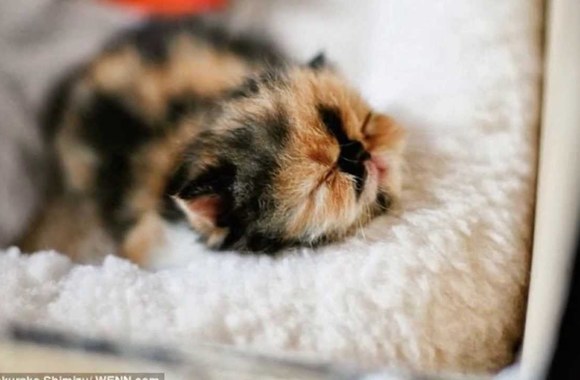 VIDEO kadras: Mieliausia katytė pasaulyje – Memebon