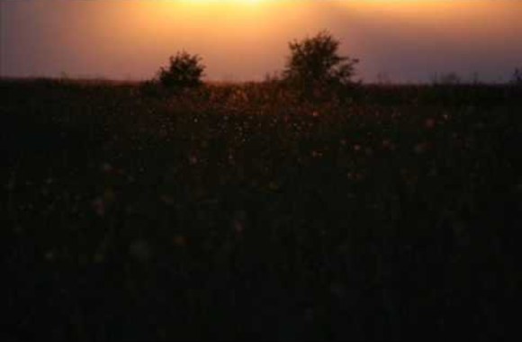 VIDEO kadras: „Tele Bim-Bam“ – „Naktelės žiedai“