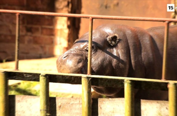 VIDEO kadras: Begemotė nuoskaudas pademonstravo prieš TV kameras