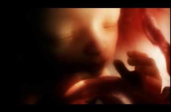 VIDEO kadras: 9 mėnesiai gyvenimo mamos įsčiose per 4 minutes