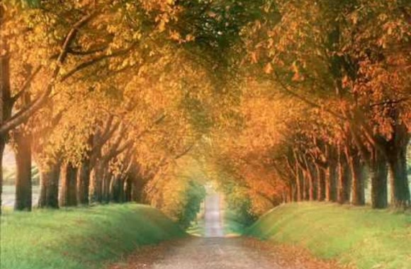 VIDEO kadras: „Polirizuoti stiklai“ – „Medžiai be lapų“