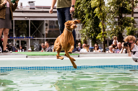 Šunų šuolių į vandenį varžybų akimirkos