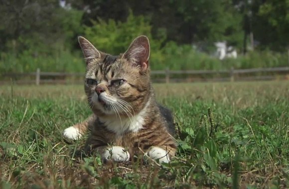 VIDEO kadras: Katinas Lil Bub 