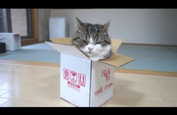 VIDEO kadras: Katinas Maru