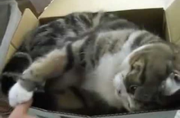 VIDEO kadras: Katinas Maru 