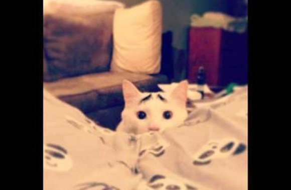 VIDEO kadras: Katinėlis Samas su nuotaikingais „antakiais“