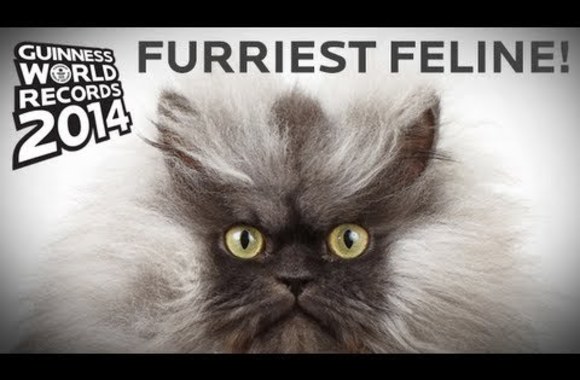 VIDEO kadras: Katinas pulkininkas Miau