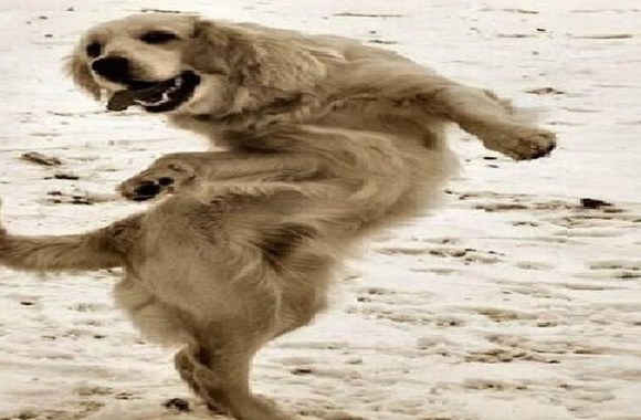 VIDEO kadras: Šokantys šunys