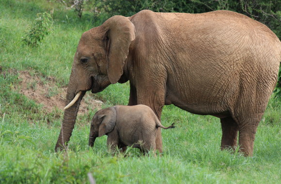 Kelionės Kenijoje akimirka
