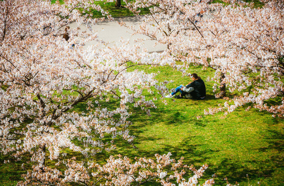 Vilniečiai džiaugiasi žiedais apsipylusiomis sakuromis / I. Gelūno / „Žmonės Foto“ nuotr.