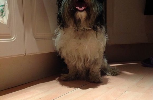 Evelinos Anusauskaitės rastas šunelis