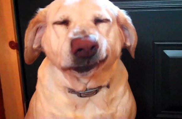 VIDEO kadras: Nusikaltęs šuo