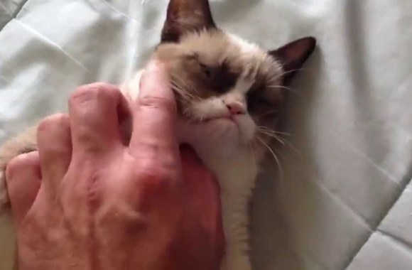 VIDEO kadras: Rūsčioji katė