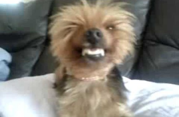 VIDEO kadras: Besišypsantis šuo